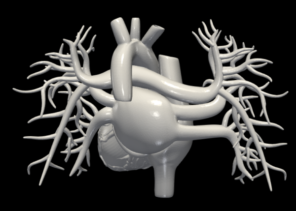 Modelo 3D de coração com vasos